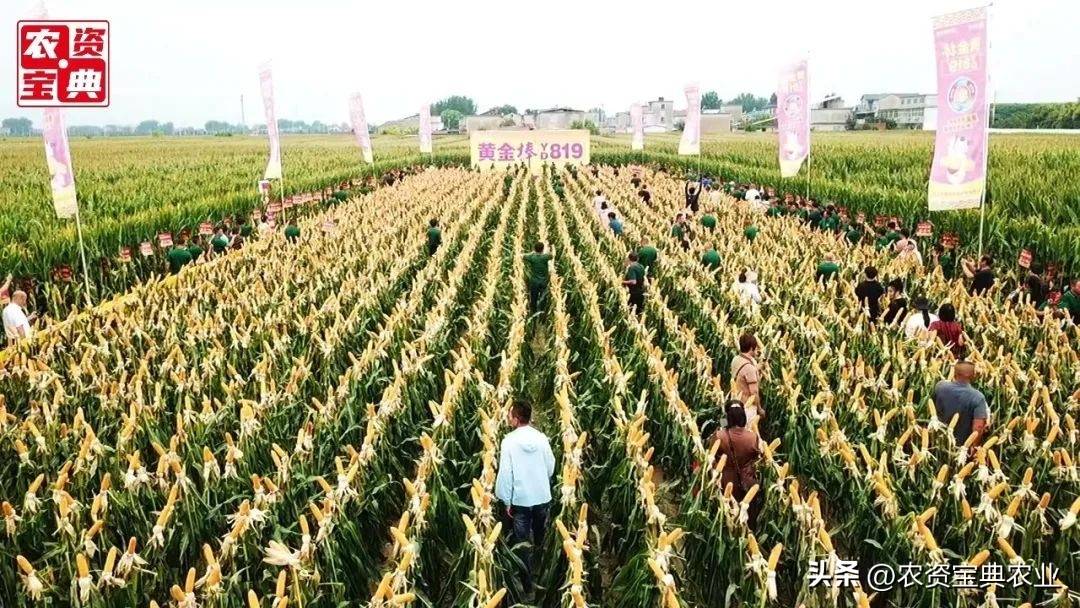 2023管家婆精准资料大全免费,智慧解答解释执行_小型集20.819