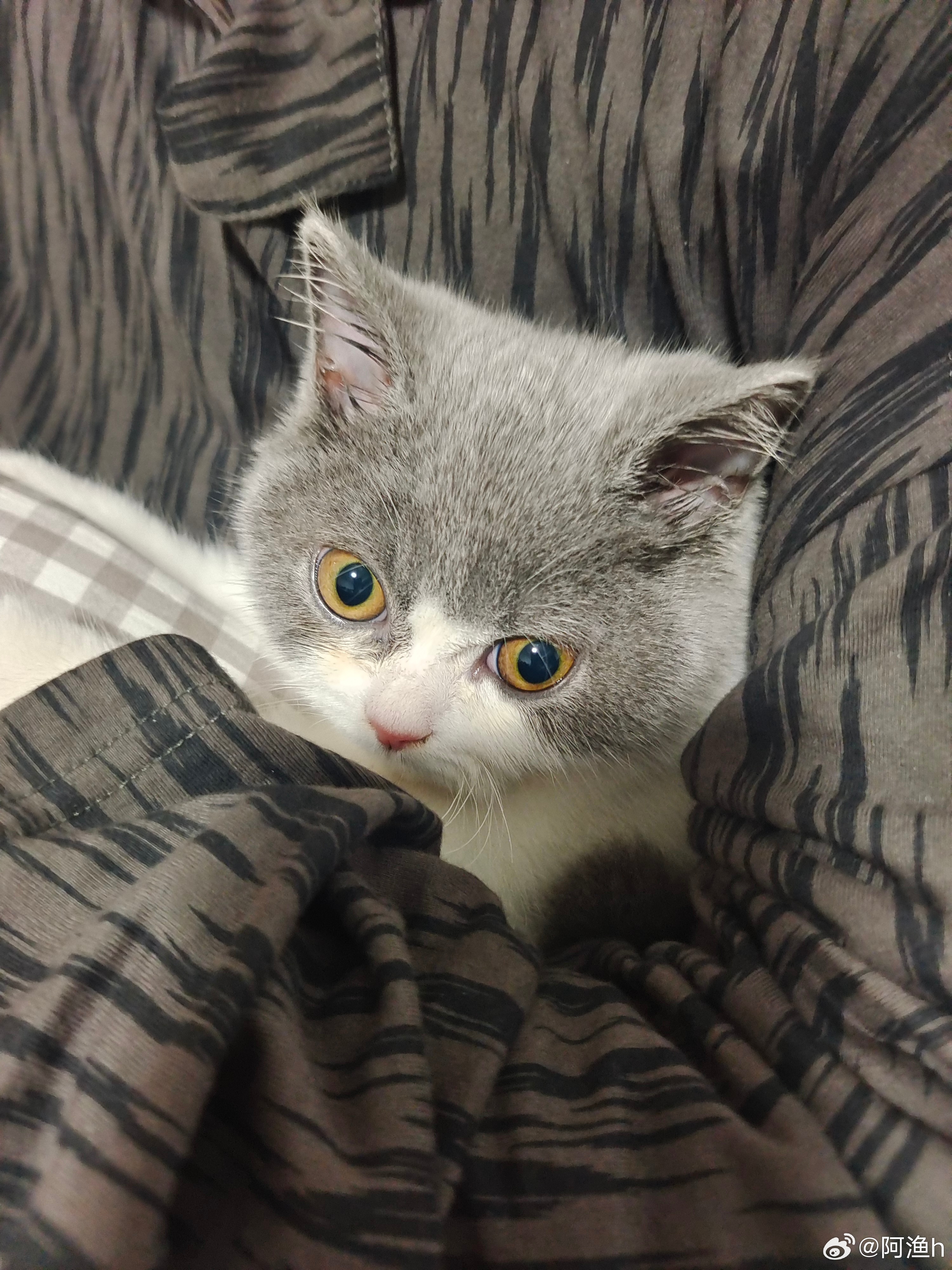 绿茶猫最新,绿茶猫最新——高科技生活的新宠儿