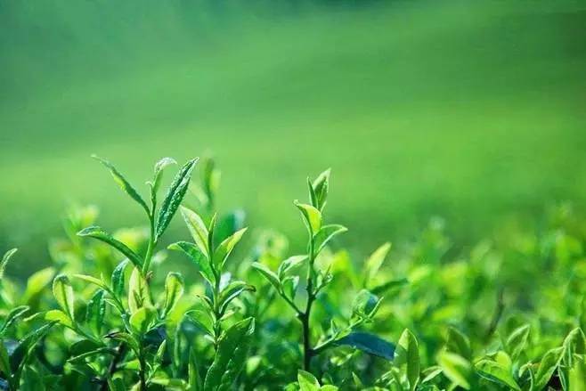 夏连翘墨沉嵩最新章节全攻略，阅读指南与获取攻略